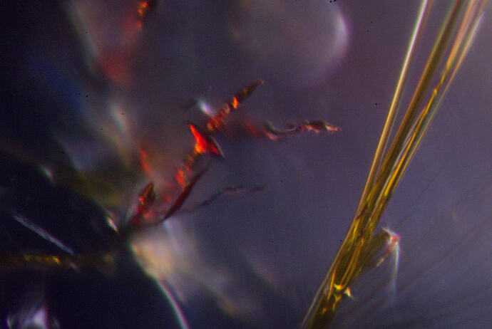 2026-01-31_B_R35_S10_rutile_in_quartz